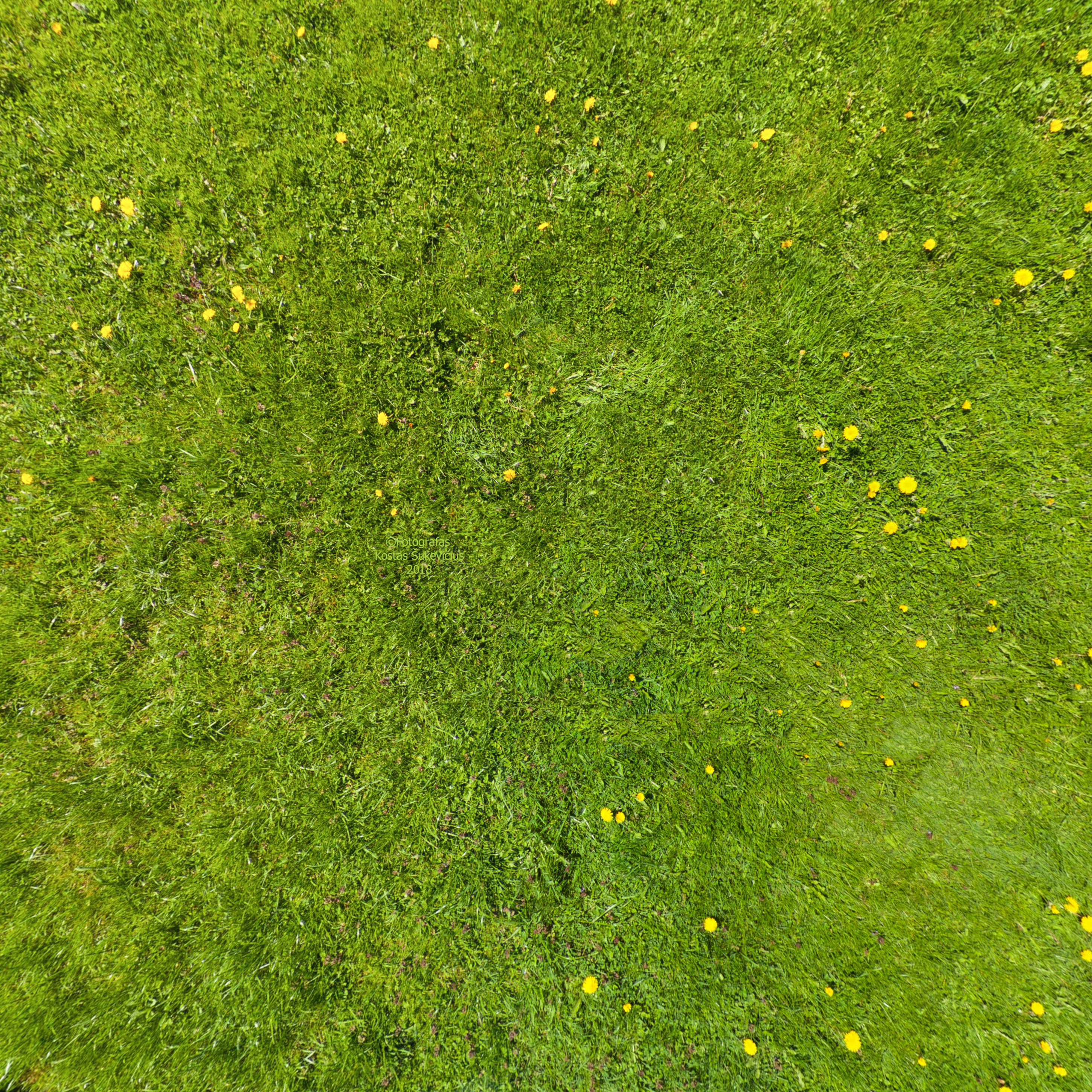 Grass texture seamless 4k